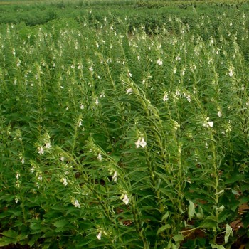 Cotton