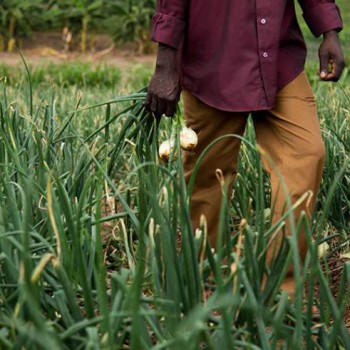 onion-farming